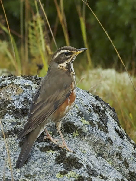 Punakylkirastas, Redwing, Turdus iliacus